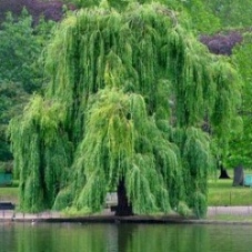 weepingwillow