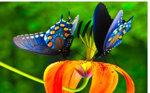 colourful_butterfly
